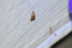 Cobubatha lixiva