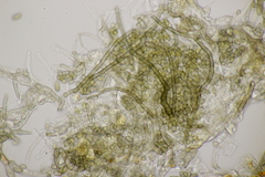 Cladosporium uredinicola