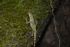 Anolis podocarpus