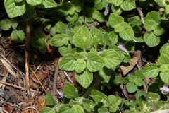 Clinopodium menthifolium ascendens