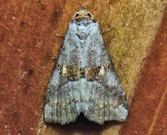Hyperstrotia flaviguttata