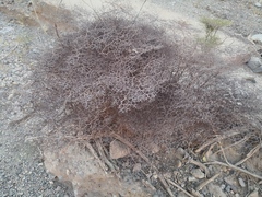 Eriogonum rixfordii