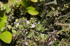 Clinopodium menthifolium ascendens