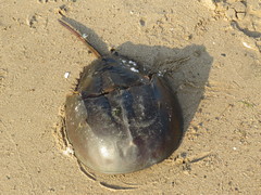 Limulus polyphemus