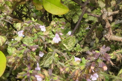 Clinopodium menthifolium ascendens