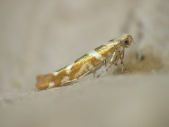 Argyresthia