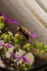 Eristalis tenax