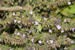 Clinopodium menthifolium ascendens