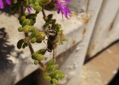 Eristalis tenax