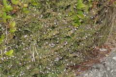 Clinopodium menthifolium ascendens