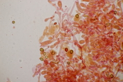 Cortinarius hinnuleus