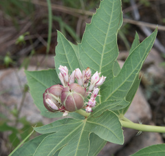 Jatropha macrorhiza