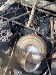 Webbhelix multilineata