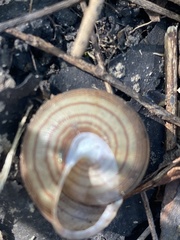 Webbhelix multilineata