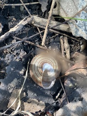 Webbhelix multilineata