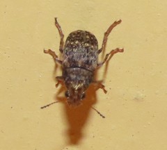 Choraginae