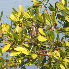 Butorides virescens image