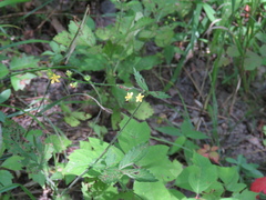 Agrimonia striata