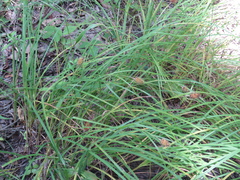 Carex squarrosa
