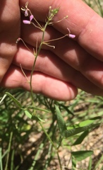 Desmodium procumbens
