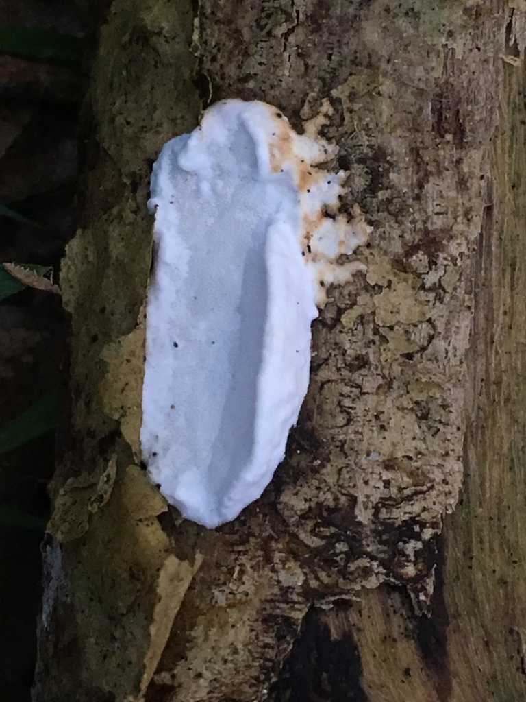 Hazel Bracket