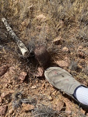 Echinomastus intertextus dasyacanthus