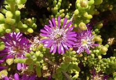 Allograpta piurana