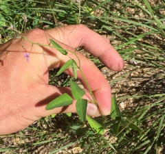 Desmodium procumbens