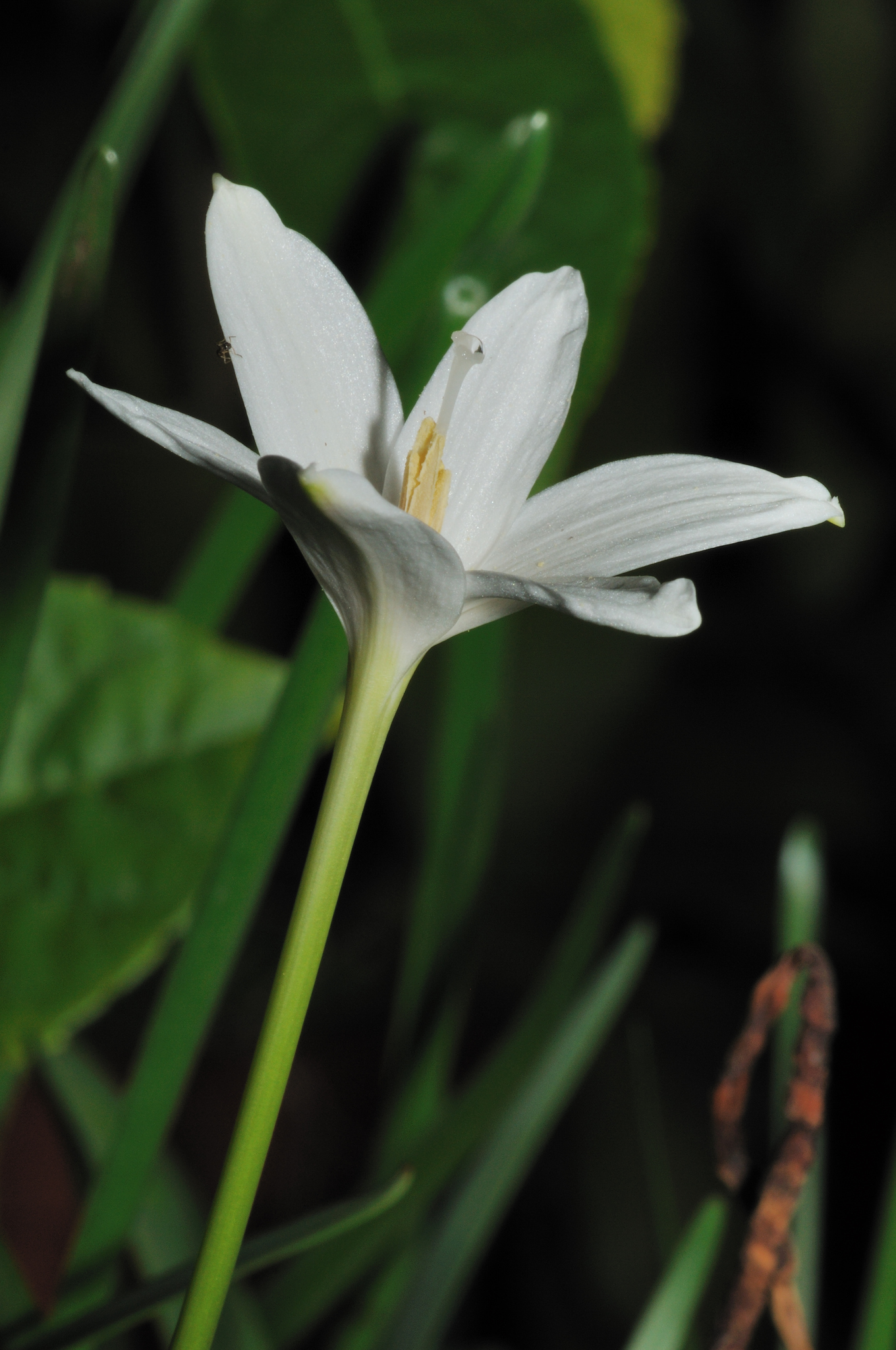 Zephyranthes traubii