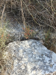 Osyris alba