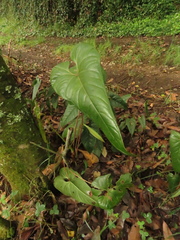 Anthurium oxybelium