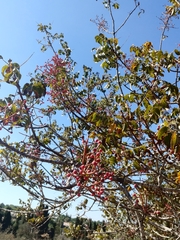 Pistacia terebinthus palaestina