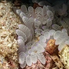Heteractis