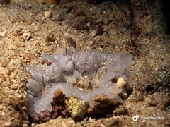 Heteractis