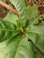 Quercus humboldtii