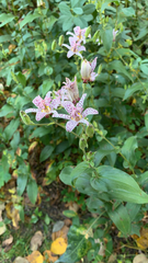 Tricyrtis formosana