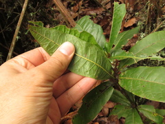 Quercus humboldtii