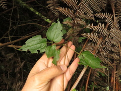 Clematis haenkeana