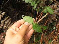 Clematis haenkeana