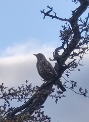 Turdus viscivorus