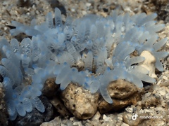 Heteractis