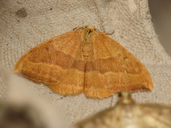 Watsonalla cultraria