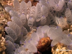 Heteractis