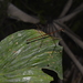 Ocnophila acanthonota - Photo (c) Angel Mario Hualpa Erazo, algunos derechos reservados (CC BY-NC), uploaded by Angel Mario Hualpa Erazo