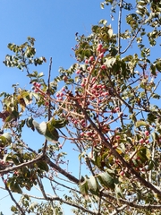 Pistacia terebinthus palaestina
