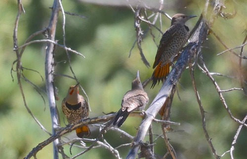 iNaturalist observation photo of Northern Flicker