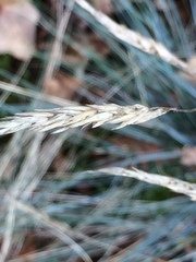 Festuca pallens