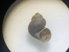 Pyrgulopsis