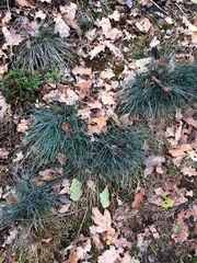 Festuca pallens