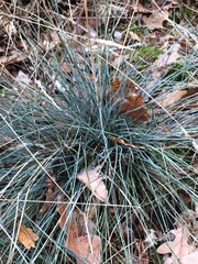 Festuca pallens